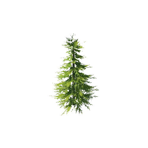conifer tree3